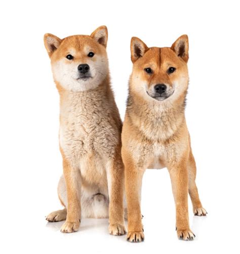 shiba inu photography|16,300+ Shiba Inu Stock Photos, Pictures & Royalty。